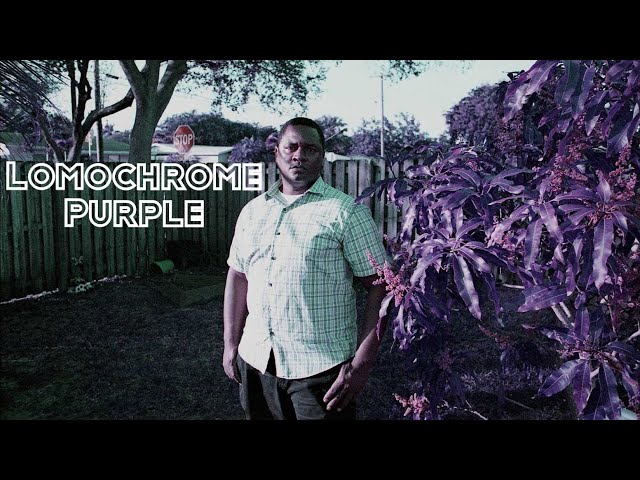 Lomochrome Purple Lomography film  Full Review