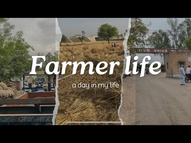 सरसो और गेहूँ की कटाई #viral #trending #haryanvi #haryana #vlog #haryanvilifestyle #farming