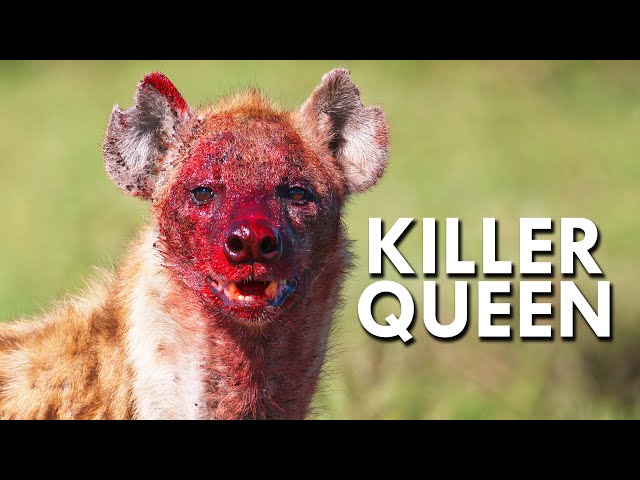 Hyenas and The Killer Queens Of The Animal World