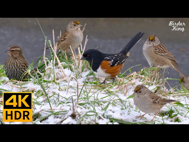 Cat TV for Cats to Watch 😺 Birds in the Snow Spectacular Chatty Squirrels 🐿 8 Hours 4K HDR