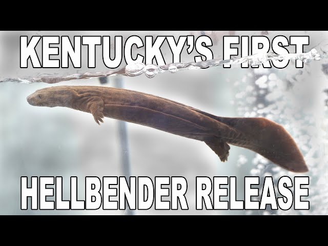 Kentucky's First Hellbender Release