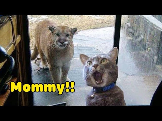 Funniest Animals 2020 Compilation - Awesome Funny🐶 Dogs and 😻 Cats