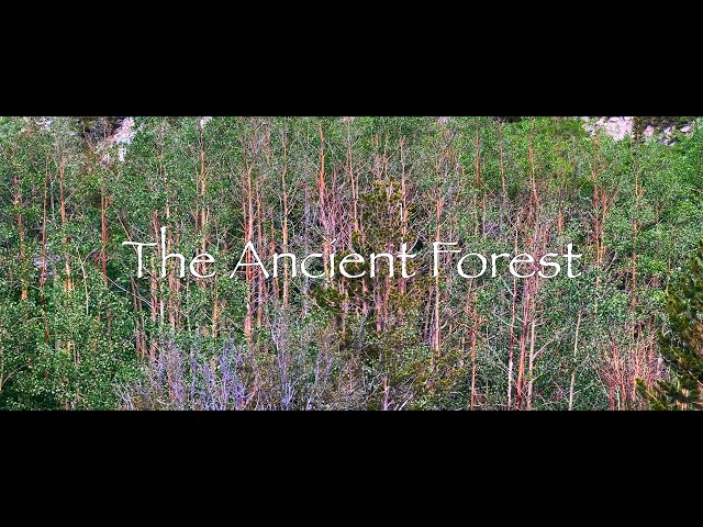 The Ancient Forest