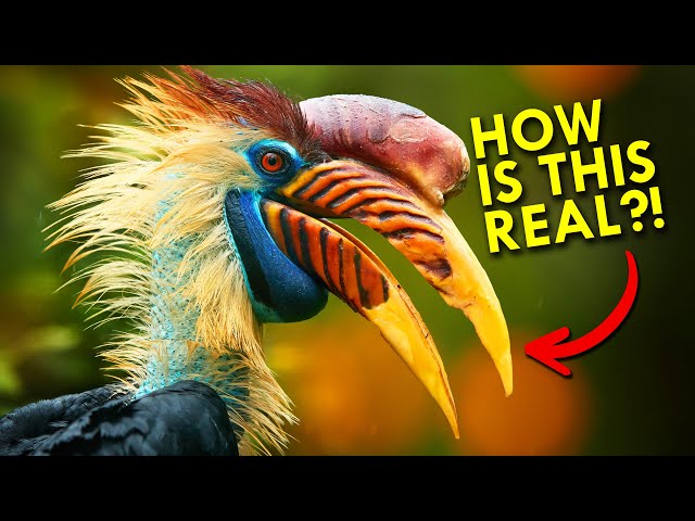Hornbills Are Too Weird To Be Real