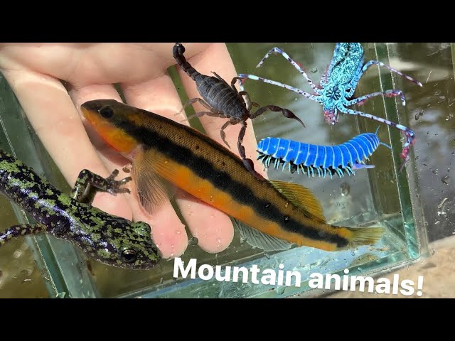 Exploring Appalachia! Fish, arachnids, salamanders