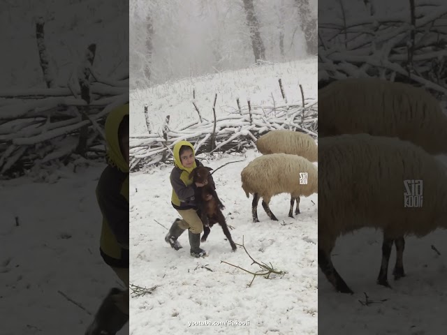 winter in village #shorts #winter #sheep