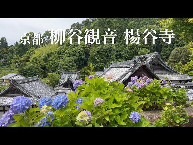 京都西山 柳谷観音 楊谷寺のあじさい巡り Walking around Youkoku-ji Temple 【4K】2022年6月13日
