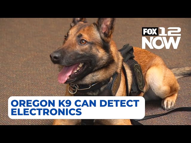 Oregon's first certified K9 that can detect electronics