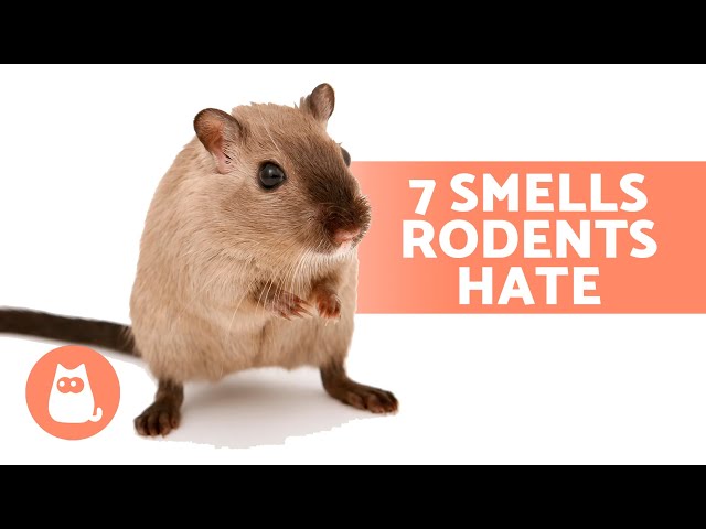 7 SMELLS That MICE and RATS HATE 🐀❌ They Can't Stand Them!