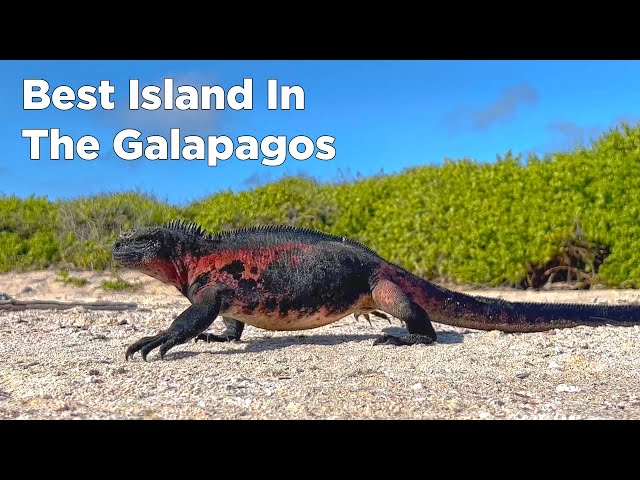 Why Española Island Is The Best Island In The Galapagos!