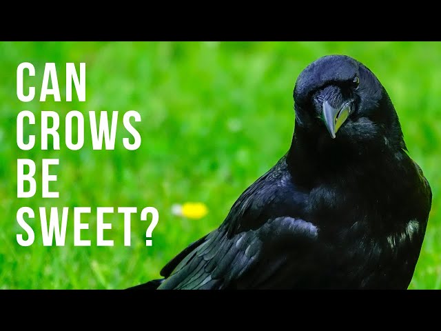 The Sweetness of Crows | Can Crows Be Sweet?