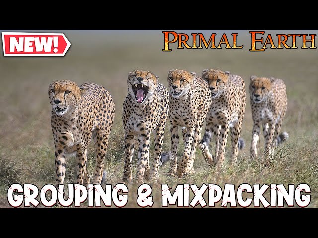 Grouping & Mixpacking | Primal Earth (2023)