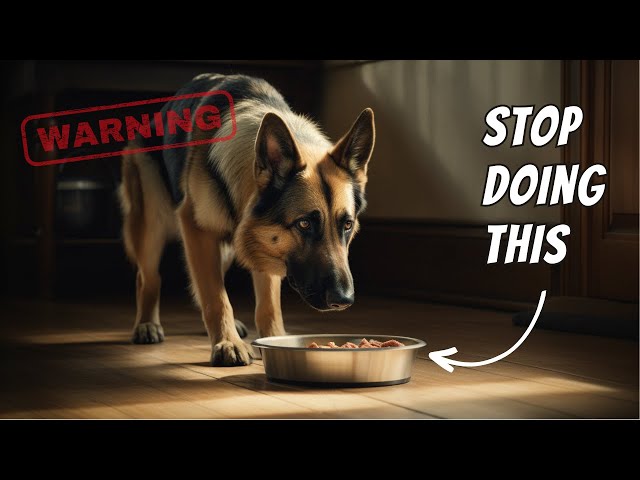 How You Hurt Your Dog Everyday (Without Even Knowing)