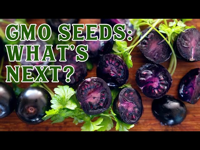 What the HOME GARDENER Needs to Know About the GMO Purple Tomato Seeds