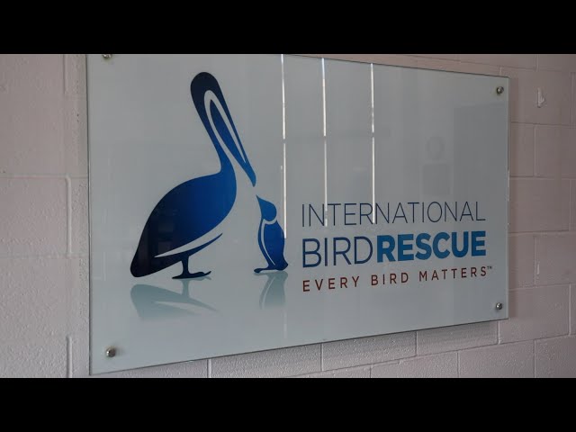 Community ↔ Connection: International Bird Rescue Center