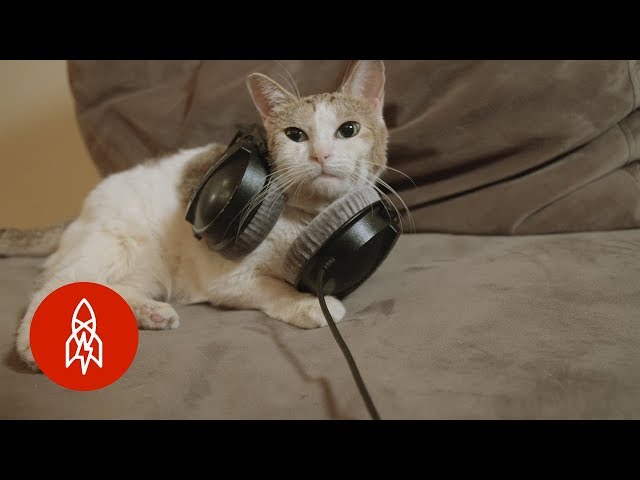 El compositor de música para gatos