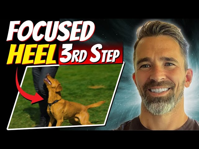 Teaching Your Dog a Focused Heel: Step 3