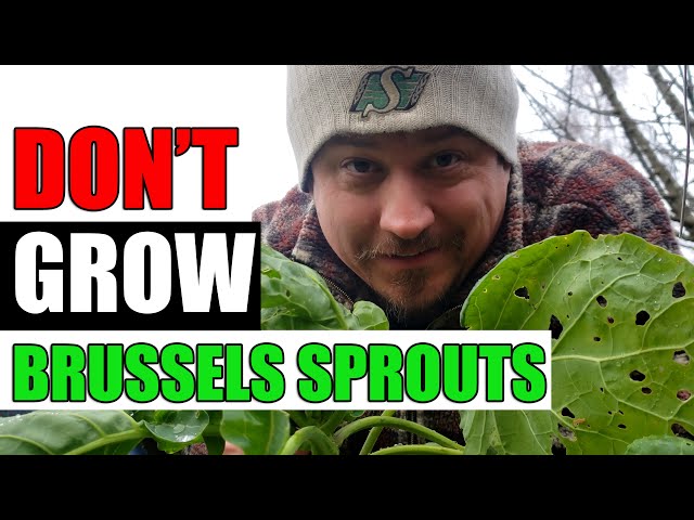 3 Reasons Not To Grow Brussels Sprouts - Garden Quickie Episode 115