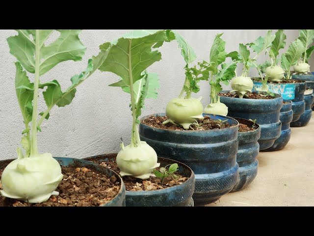 Growing kohlrabi in plastic bottles for big tubers and a unique way of harvesting