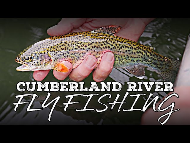 Fly Fishing for Trout! | Cumberland River