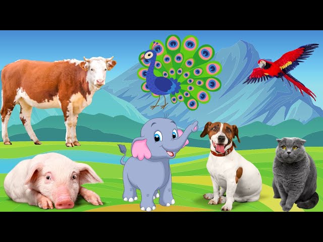 Learn about animal life - Cow, dog, cat, elephant, pig - Animal sounds