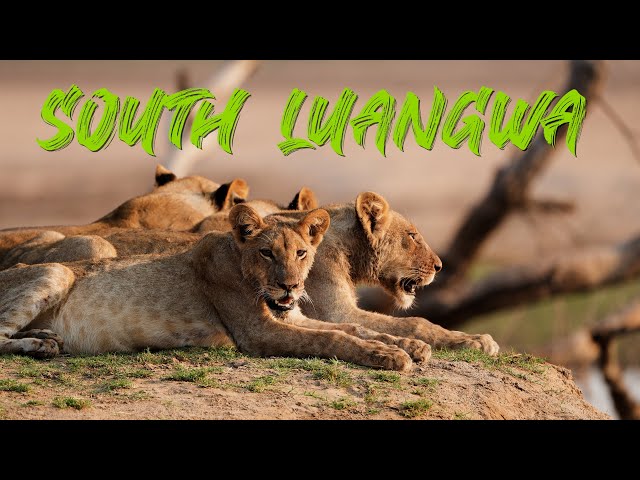 Overlanding in a Jimny | Part 4 The South Luangwa Special