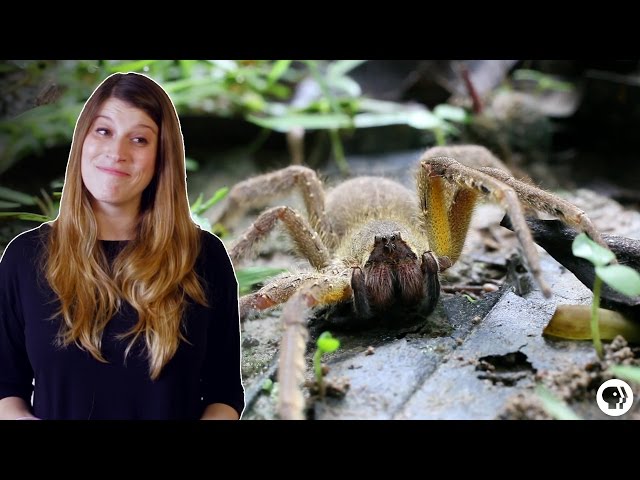 Can Spider Venom Cure Erectile Dysfunction?