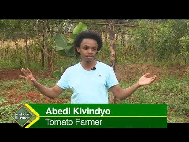 Young successful Tomato farmer in Kenya narrates how he did it
