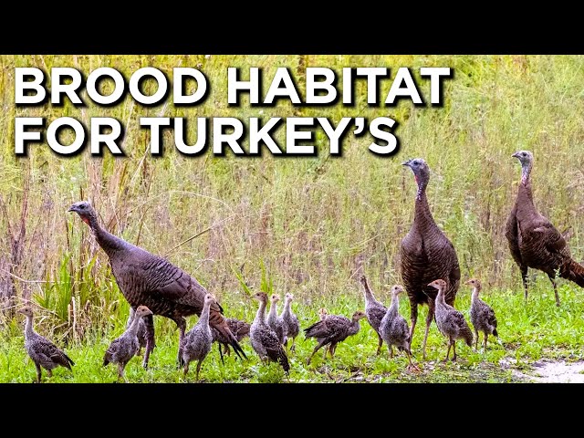 Creating Brood Habitat For Wild Turkeys