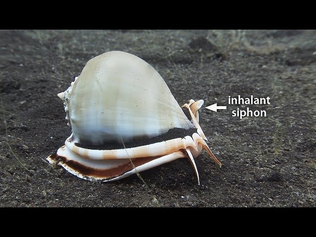 Mucky Secrets - Part 17 - Sea Snails & Flame Scallop - Lembeh Strait
