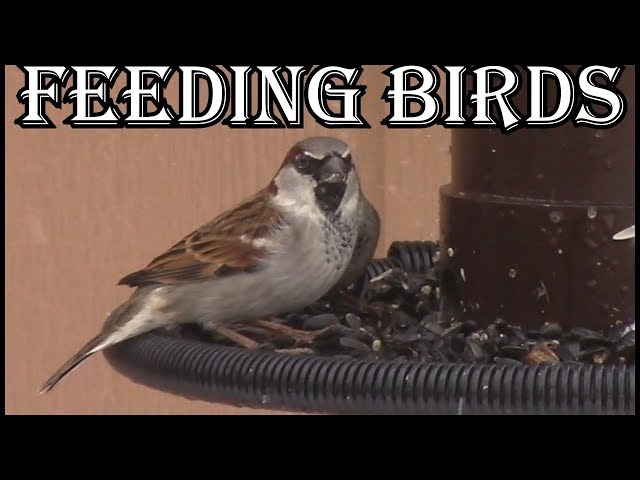 What To Feed Wild  Birds In Winter