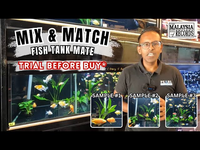 Aquarium Tank Fish Mate: Trial and Test Your Perfect Tank Mates