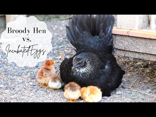 Broody Hen vs. Incubated Eggs || Part 1 || Will a Hen Adopt Incubated chicks?