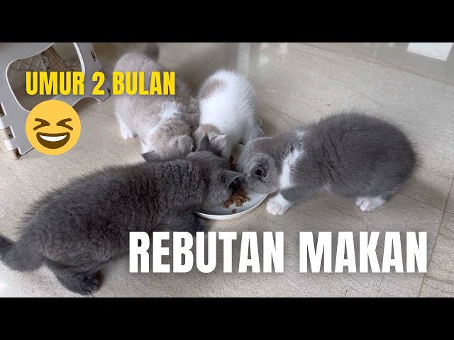 ANAK KUCING REBUTAN MAKAN 😆 - BRITISH SHORTHAIR CAT