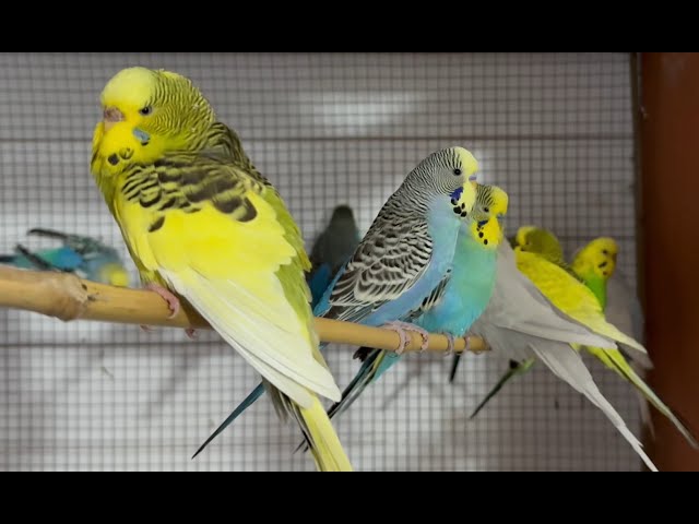 New Budgies in their New Aviary for 2023