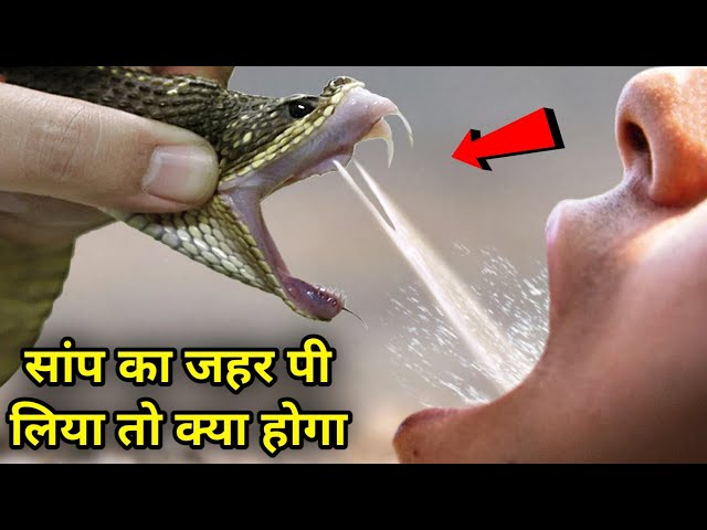 What If We Drink Snake Venom | Most Dangerous Snakes in the world | Snake Video