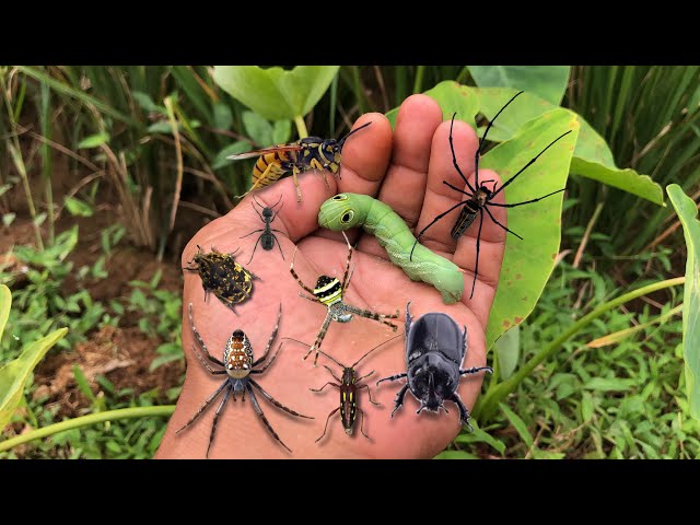 caught various types of beautiful small spiders‼️found hornets, green caterpillars, hercules beetles