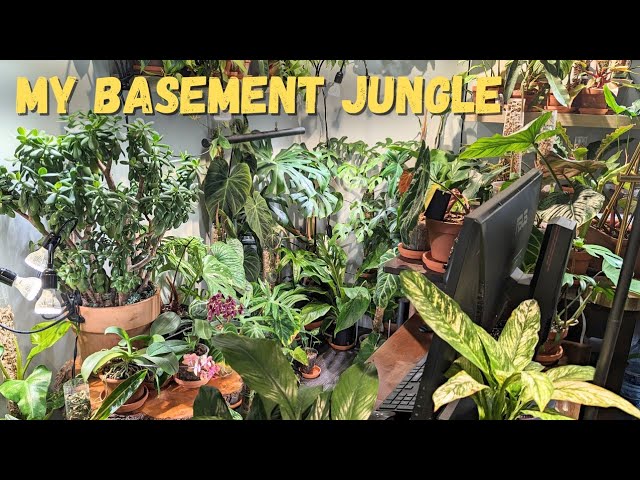 BASEMENT TURNED INTO A JUNGLE WITH OVER 150+ PLANTS!