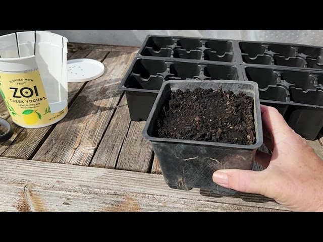 Planting onion by seed
