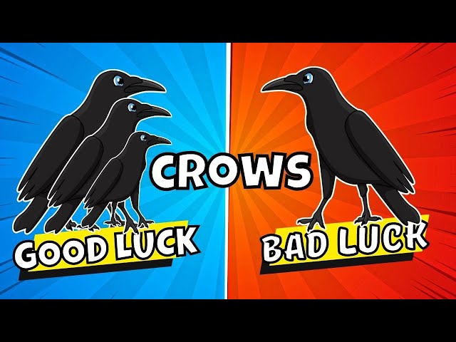 Are Crows Bad Luck Like Some People Say They Are? I'm not to Sure