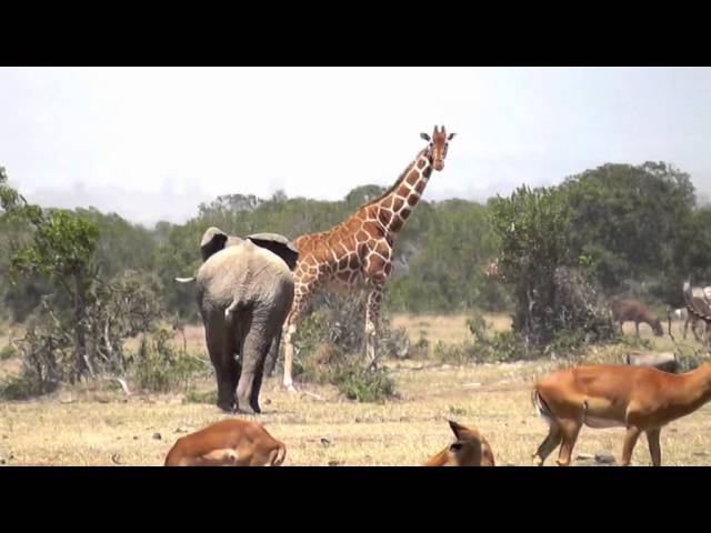 Angry Elephant chases Giraffes