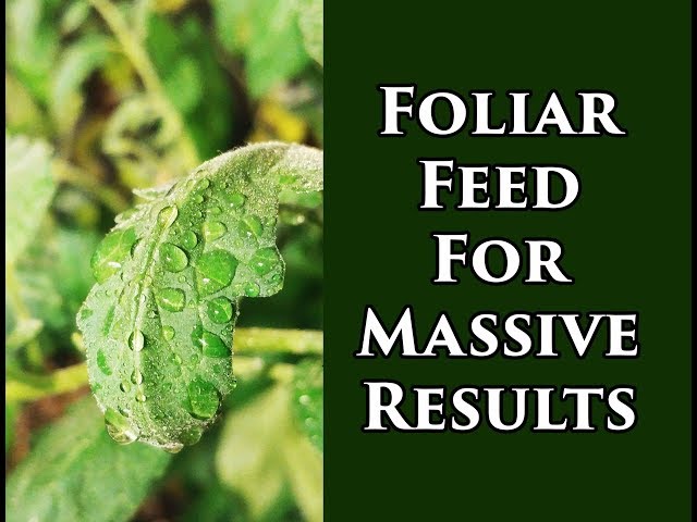 Foliar Feeding Vegetable Plants For Insane Yields (2018)