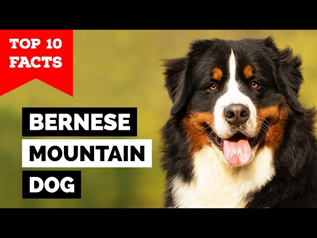 Bernese Mountain Dog - Top 10 Facts