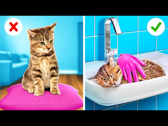 Nerd Vs Popular 🐱💄✨ Crazy Kitten Rescue And Ultimate Makeover