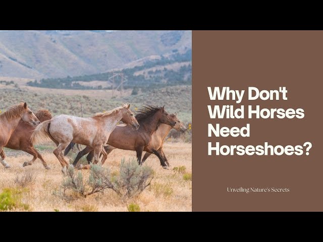 Why Don't Wild Horses Need Horseshoes?