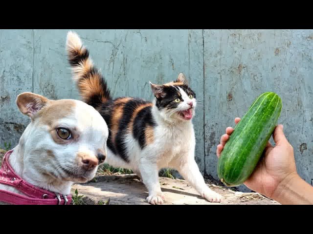 YOU LAUGH YOU LOSE🐶Best Funny Animals Video 2024😪🐶Part 18