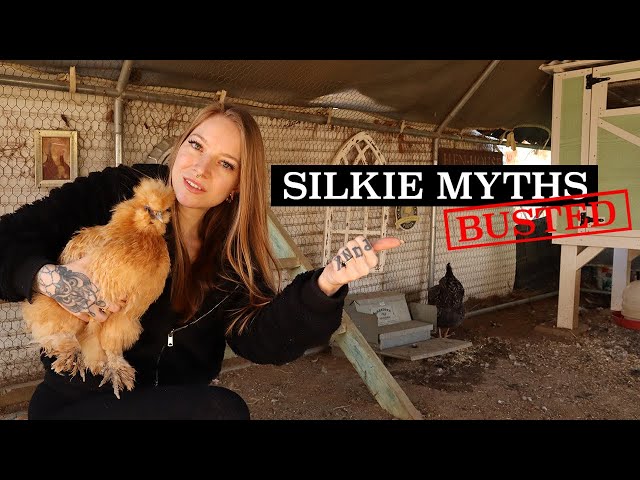 The TRUTH About Silkie Chickens