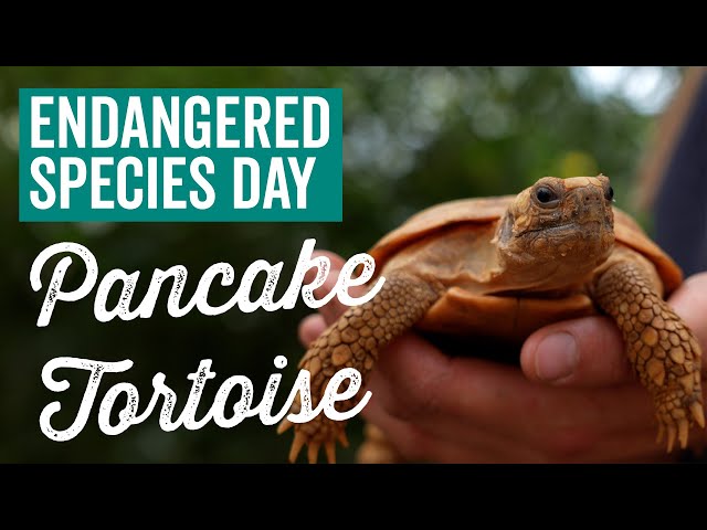 Pancake Tortoises - Endangered Species Day