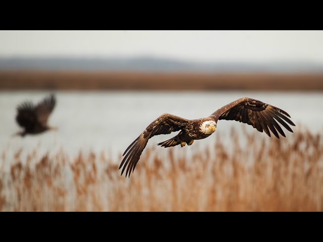 Epic Eagle Adventure: 6 Hours Chasing 30 Bald Eagles in the Wild!