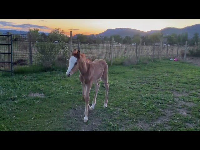 Piper is becoming friendly #piperferalfoal